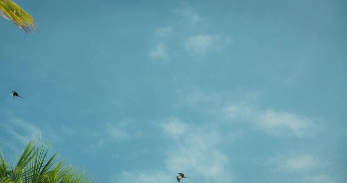 Birds flying over palm trees and sky on beach in Yucatan Peninsula Mexico