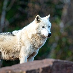 Obraz premium Arctic wolf portrait in nature