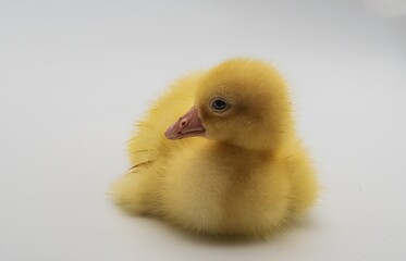 Cute fluffy gosling on white background in different positions. Ideal for farm animal photography, spring and Easter themes, wildlife, and educational or decorative projects.