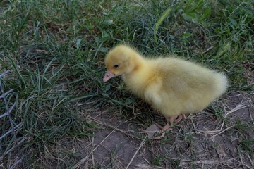 Adorable fluffy yellow gosling on grass. Ideal for farm animal photography, wildlife themes, Easter cards, and spring nature projects.