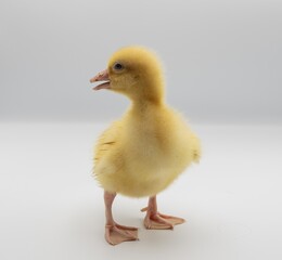 Cute fluffy gosling on white background in different positions. Ideal for farm animal photography, spring and Easter themes, wildlife, and educational or decorative projects.