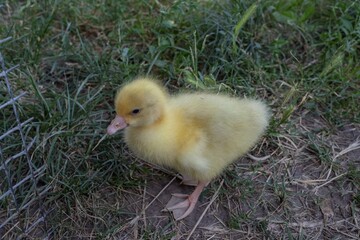 Adorable fluffy yellow gosling on grass. Ideal for farm animal photography, wildlife themes, Easter cards, and spring nature projects.