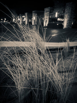 Clear wheat in the city night