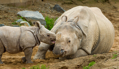 Naklejka premium White Rhinoceros with Baby, kissing