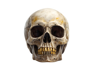 Realistic human skull with yellowed teeth isolated on transparent background