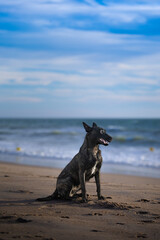 Brindle Belgian Malinois dog sitting on sandy beach with ocean waves and blue sky