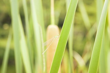 Coenagrionidae female in Tokyo, Japan