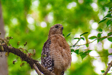 Hunters of the Swamps