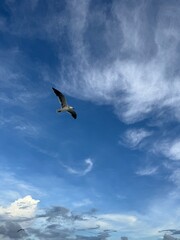 seagull in the sky