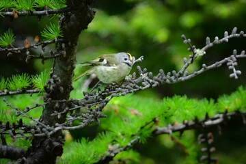 初夏から夏に富士山や上高地で出会えるとても小さなかわいい野鳥、高山の鳥キクイタダキ