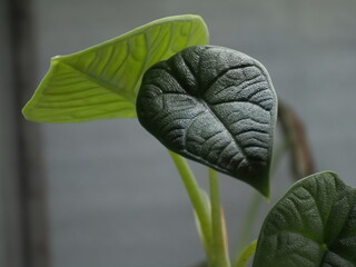 アロカシア・メロの葉