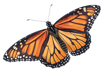 Butterfly isolated on white background