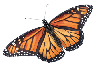 Butterfly isolated on white background