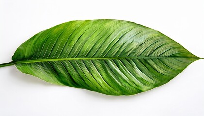 Obraz premium natural of beautiful tropical green leaves of leaf isolated on white background