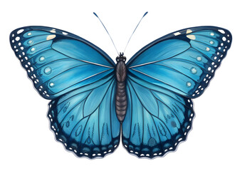 Obraz premium Butterfly isolated on white background