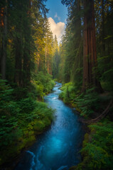Obraz premium serene scenic shot of a winding bright blue river running through a dense and lush thick redwood rainforest in northern California with towering trees