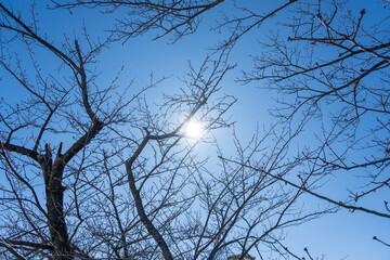 神奈川　鎌倉　鶴岡八幡宮