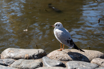 神奈川　鎌倉　鶴岡八幡宮