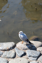 神奈川　鎌倉　鶴岡八幡宮