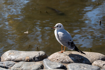 神奈川　鎌倉　鶴岡八幡宮