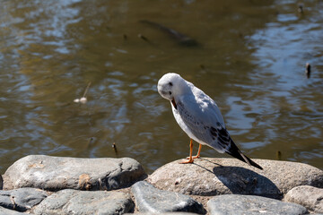 神奈川　鎌倉　鶴岡八幡宮