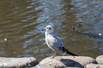 神奈川　鎌倉　鶴岡八幡宮