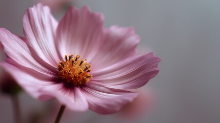 soft pink cosmos flower petal top view close up photograph