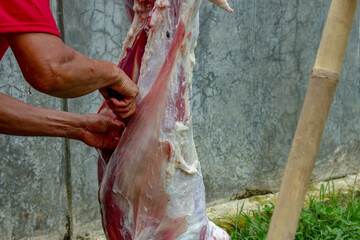 Hanging Carcass Being Butchered Outdoors with a Knife