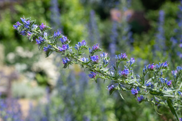 Close up of a vipers bugloss (echium vulgare) flower in bloom