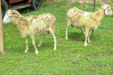Obraz premium Two Tan Sheep Standing on Green Grass in Rural Setting