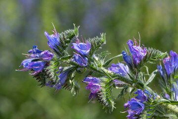 Close up of a vipers bugloss (echium vulgare) flower in bloom © tom