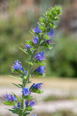 Close up of a vipers bugloss (echium vulgare) flower in bloom
