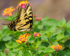 An Eastern Tiger Swallowtail butterfly feeding on a lantana flower