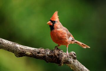 A male cardinal perched on a tree branch