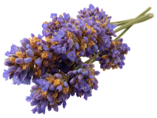 Harvesting lavender flowers in blooming fields nature photography