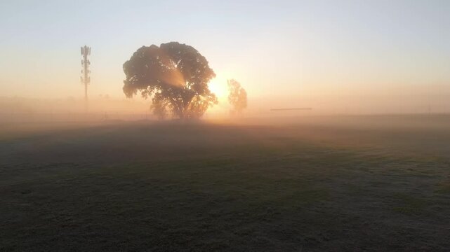 Sun rising behind lone tree is thinning dawn fog over grass field and revealing fence