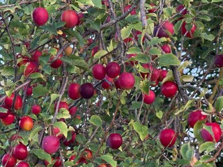 Steppe cherry Prunus fruticosa Susinenbaum oat plum apple sour cherry oat sloe almond Alpine plum tree Mirabelle American plum berry apple rock cherry bird cherry Steppenkirsche Prunus fruticosa Susin