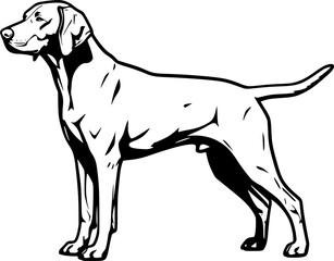 Vizsla dog full body standing side view outline vector
