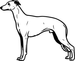 Fototapeta premium Whippet dog full body standing side view outline vector 