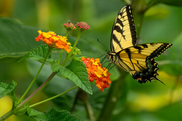 An Eastern Tiger Swallowtail butterfly feeding on a flower