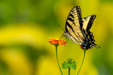 An Eastern Tiger Swallowtail butterfly feeding on a flower