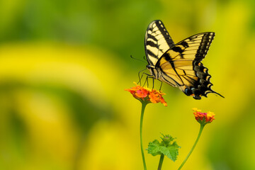 An Eastern Tiger Swallowtail butterfly feeding on a flower