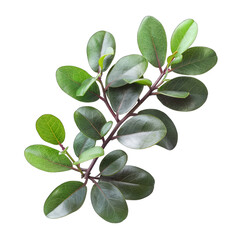 Obraz premium Close-up of a branch with oval leaves