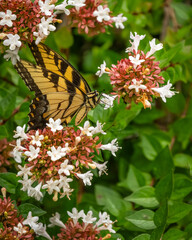 An Eastern Tiger Swallowtail butterfly feeding on white flowers