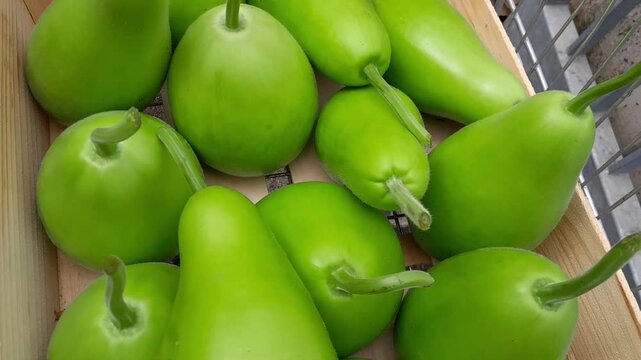 Bottle gourd vegetables video footage. Calabash green vegetable healthy nutritional raw food. 