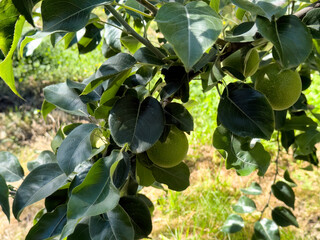 underneath tree view of Asian pears hanging as they are ripening for the seasonal harvest in early autumn