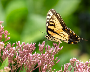 An Eastern Tiger Swallowtail Butterfly feeding on pink flowers
