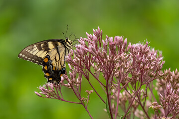 An Eastern Tiger Swallowtail Butterfly feeding on pink flowers