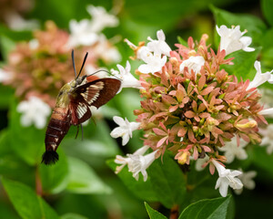A hummingbird moth feeding on a white flower