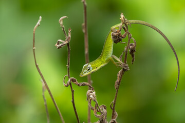 An anole perched on a dead plant stem